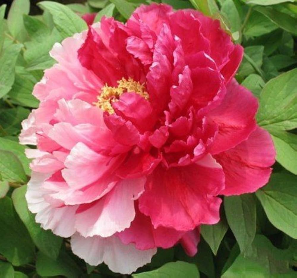 Chinese Suffruticosa peonies grown from seeds with large, ruffled petals and cultural significance
